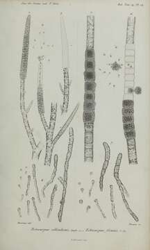 Image of Brown algae