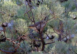 Image of Acanthiza apicalis apicalis Gould 1847