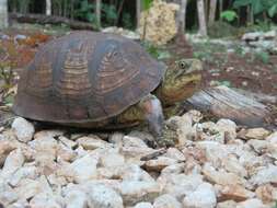 Image of Terrapene mexicana yucatana (Boulenger 1895)