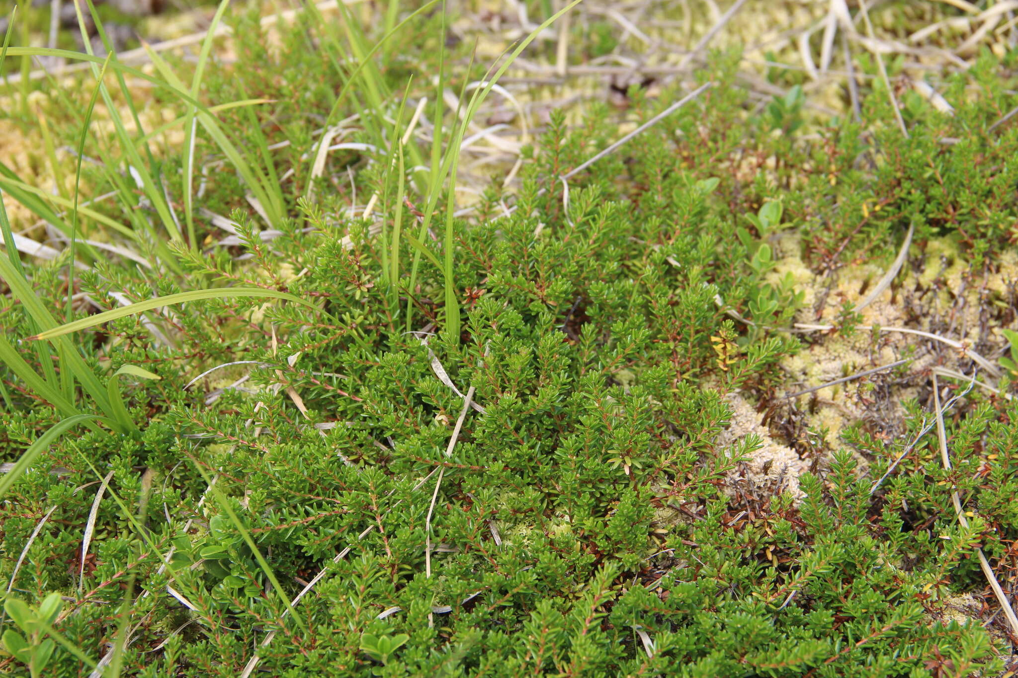 Image of Empetrum nigrum subsp. caucasicum (Juz.) V. B. Kuvaev
