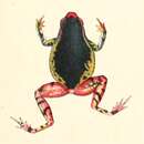 Image of Indonesian Grainy Frog