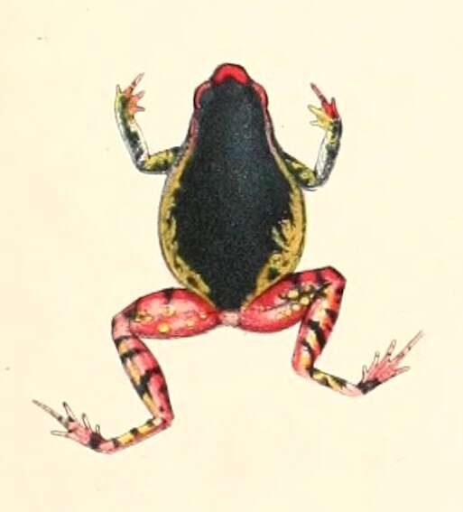 Imagem de Kalophrynus bunguranus (Günther 1895)