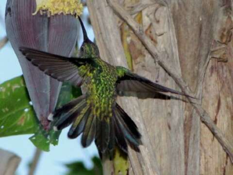 Image of Amazilia fimbriata