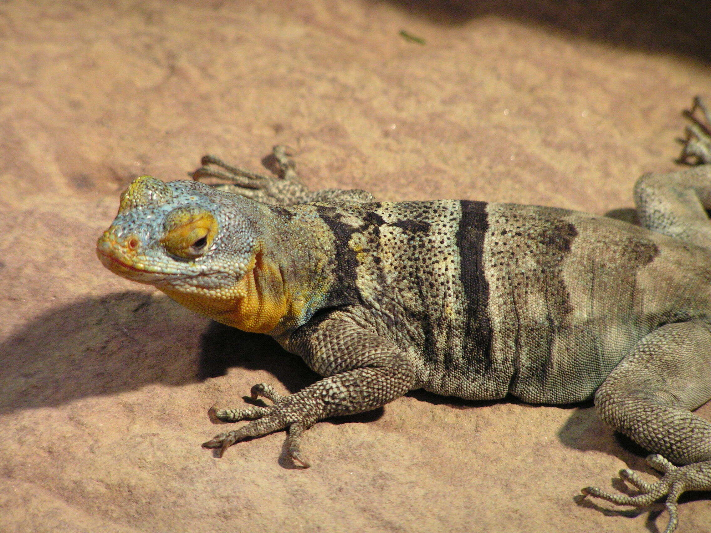 Image of Blue Spiny Lizard