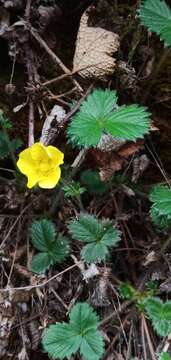 Image of Potentilla matsumurae Th. Wolf