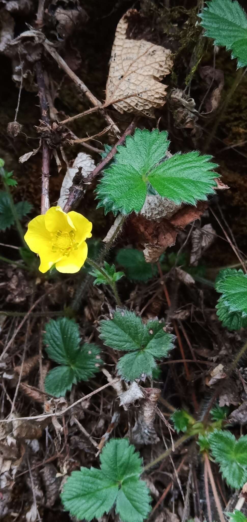 Image of Potentilla matsumurae Th. Wolf