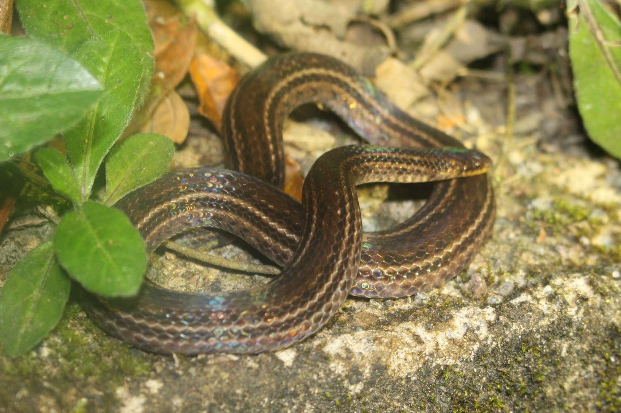 Image of Western Ground Snake