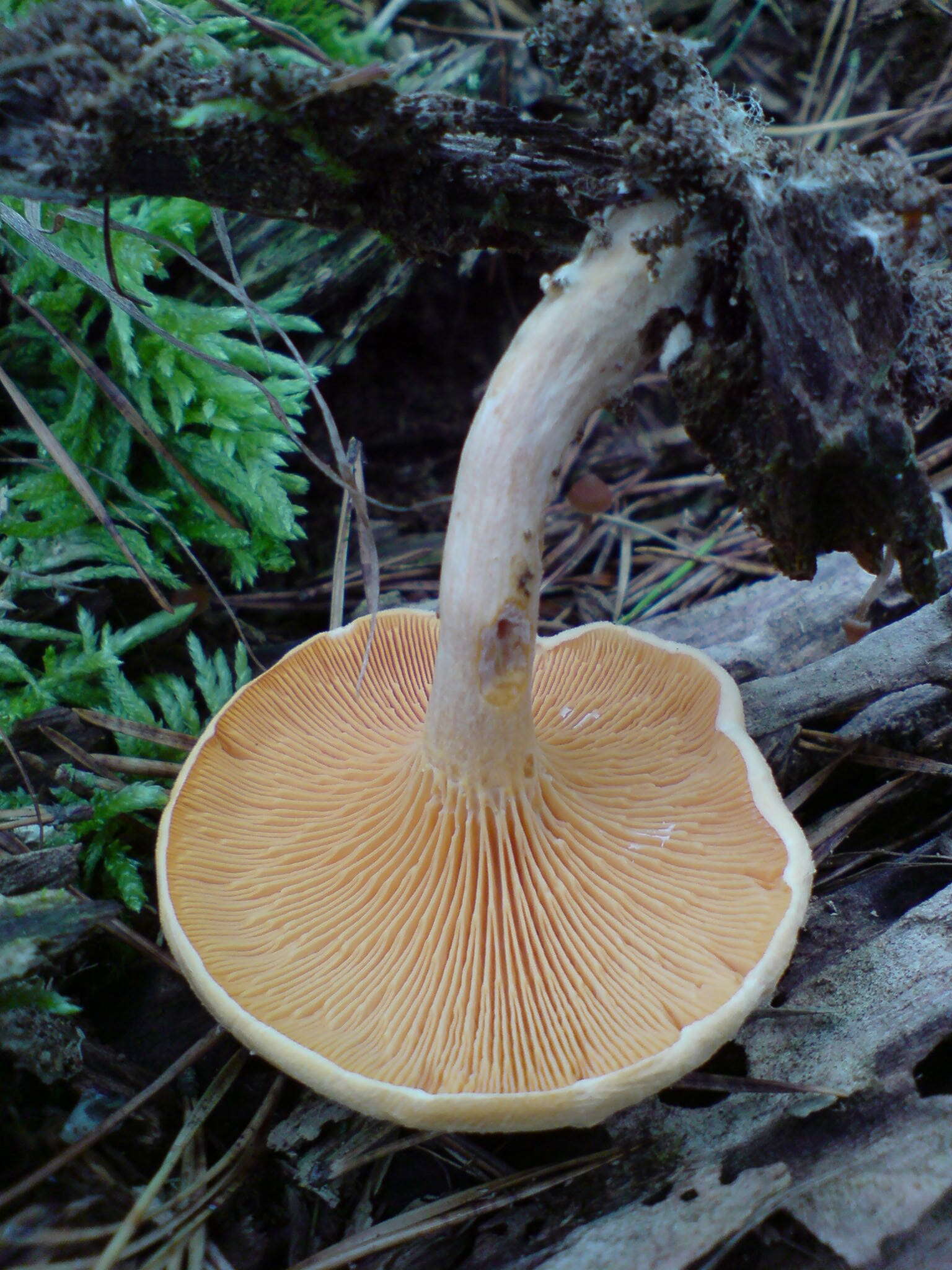 Imagem de Hygrophoropsis aurantiaca (Wulfen) Maire 1921