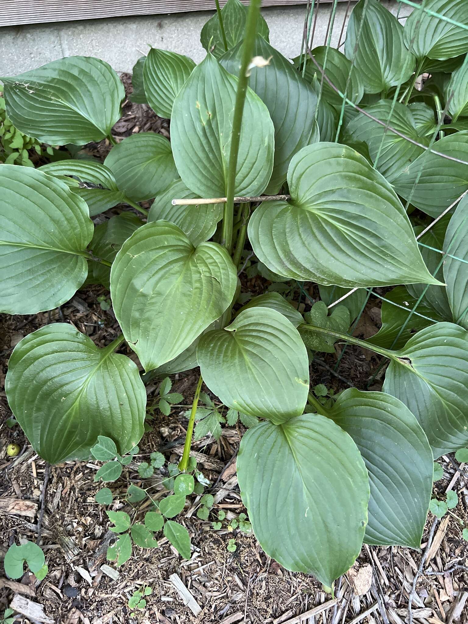 Imagem de Hosta ventricosa Stearn