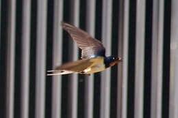 Image of Hirundo Linnaeus 1758