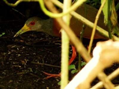 Image of Grey-cowled Wood Rail