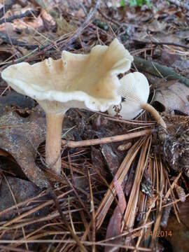 Image of Clitocybe squamulosa (Pers.) P. Kumm. 1871