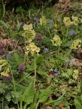 Image of elatior hybrid primroses