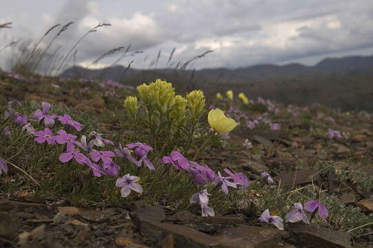 Image of Alaskan phlox