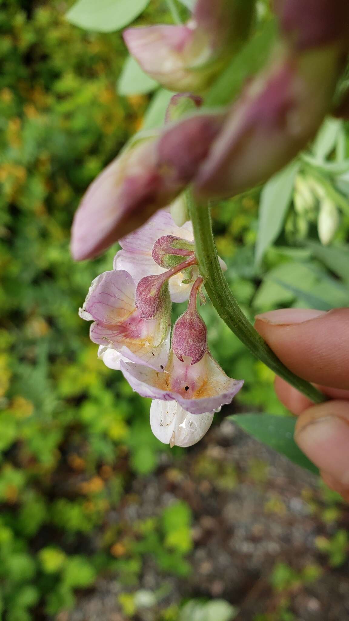 Imagem de Lathyrus jepsonii subsp. californicus (S. Watson) C. L. Hitchc.