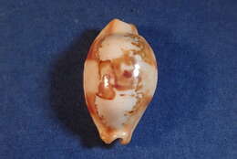 Image of stolid cowrie