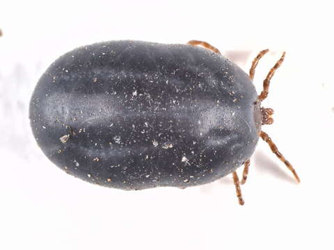 Ixodes canisuga Johnston 1849的圖片