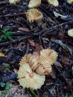 Image of Marasmius bekolacongoli Beeli 1928