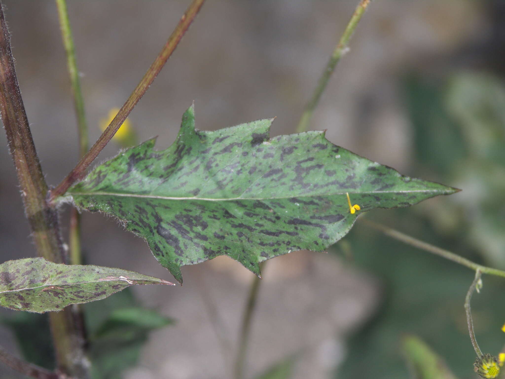 Imagem de Hieracium maculatum Schrank