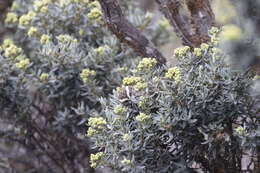 Image of Andean Tit-Spinetail