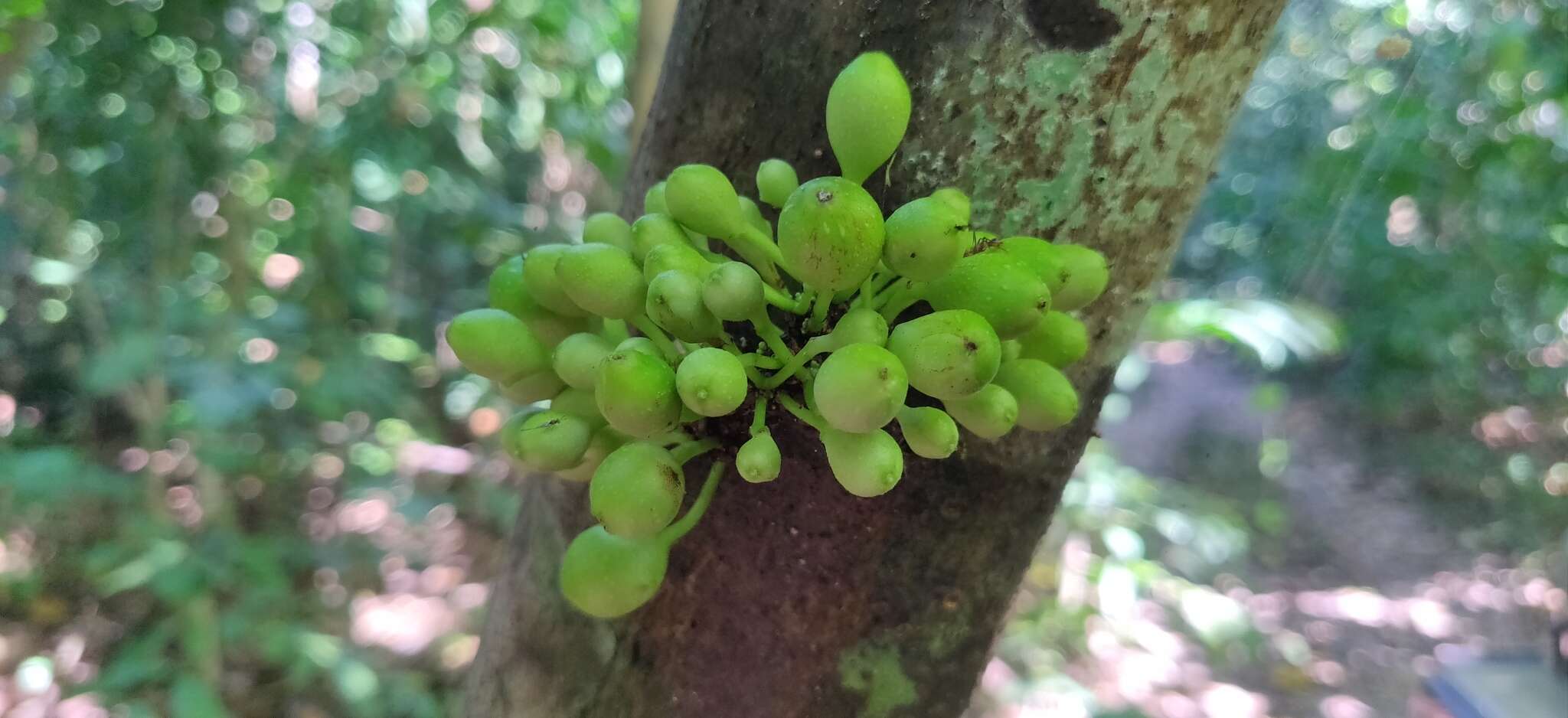 Image de Baccaurea ramiflora Lour.