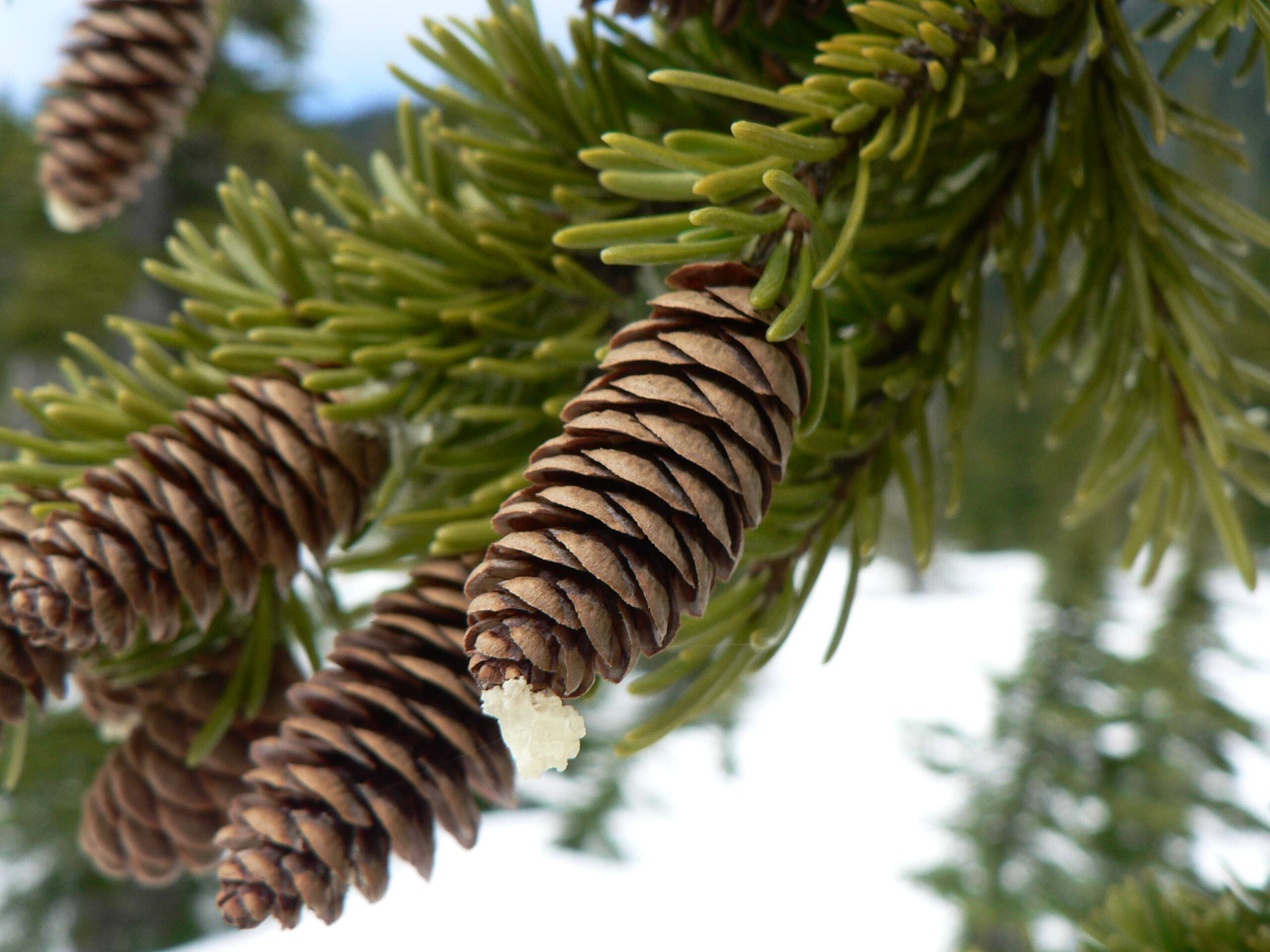 Image of Mountain Hemlock