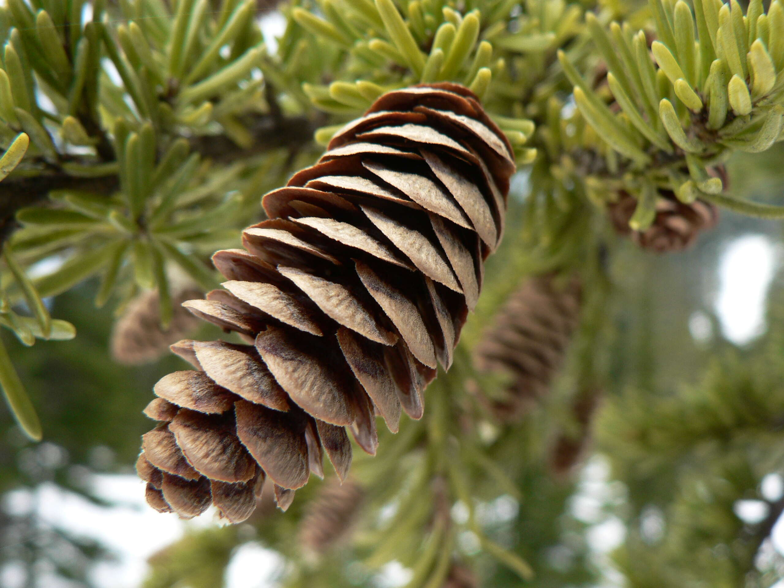 Image of Mountain Hemlock