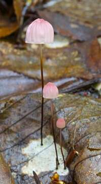 Image of Marasmius bellipes Morgan 1905