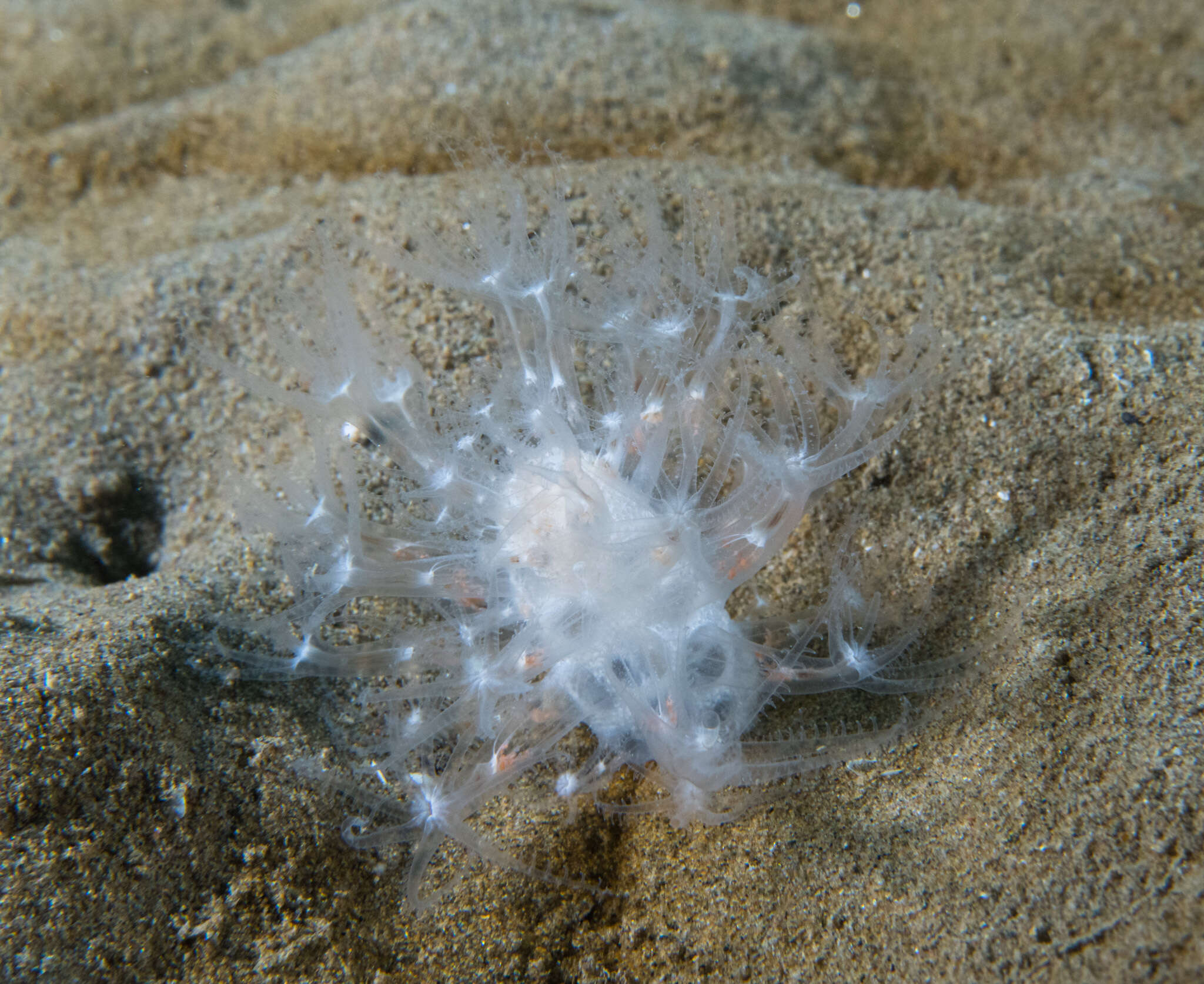 Image of Cavernularia pusilla (Philippi 1835)