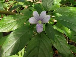 صورة Barleria strigosa var. polystachya (Nees) C. B. Clarke