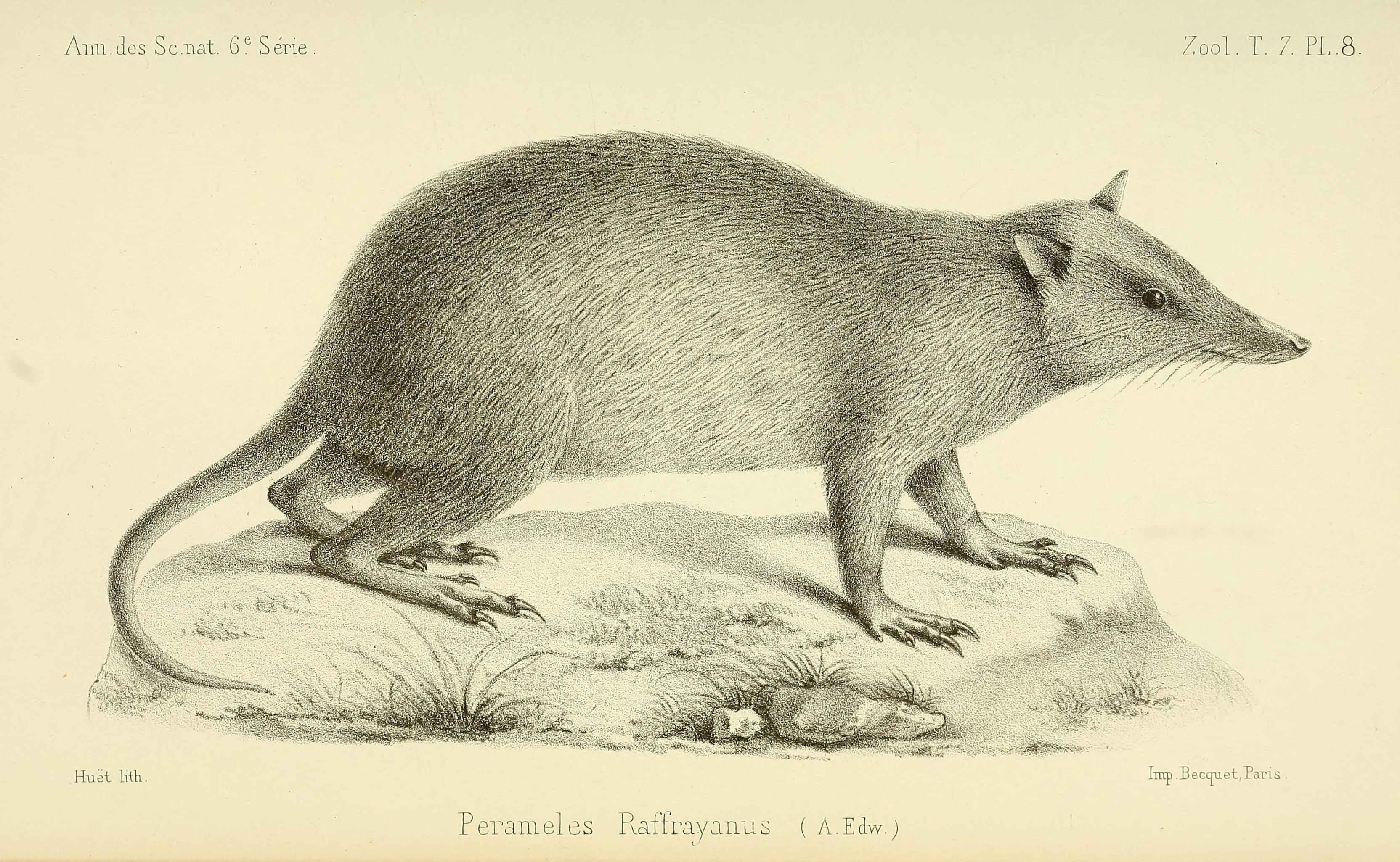 Image of long-nosed bandicoot