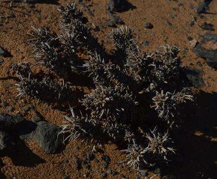 Слика од Euphorbia melanohydrata Nel