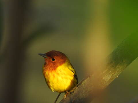 Image of Setophaga petechia aequatorialis (Sundevall 1869)