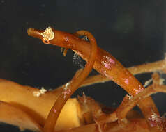 Image of Prophet&#39;s pipefish