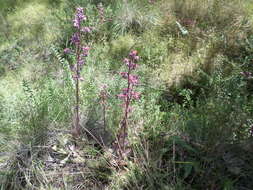 Image of Echeveria gibbiflora DC.