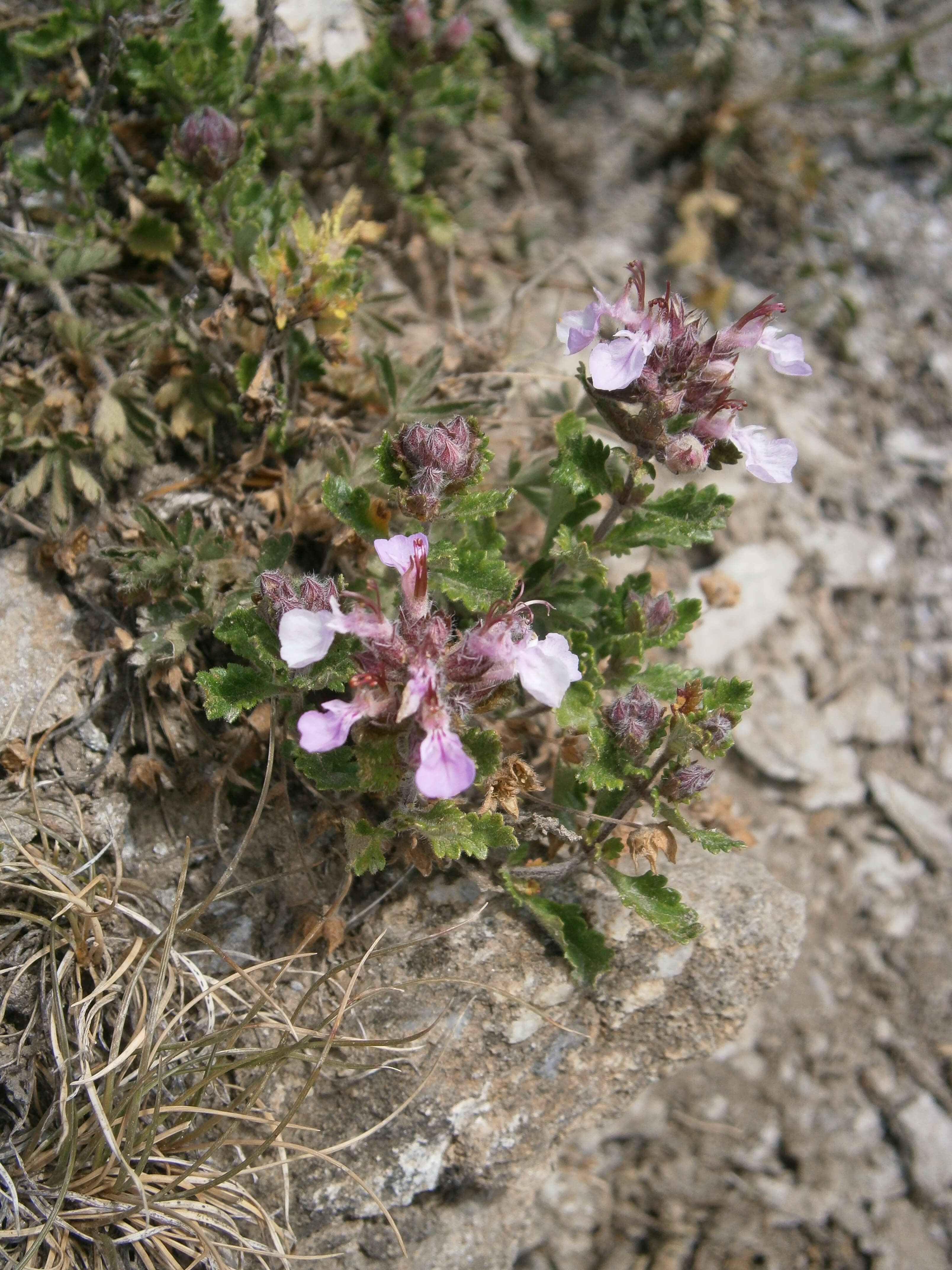 Image de Germandrée petit-chêne