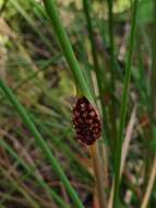 Image of Chorizandra cymbaria R. Br.