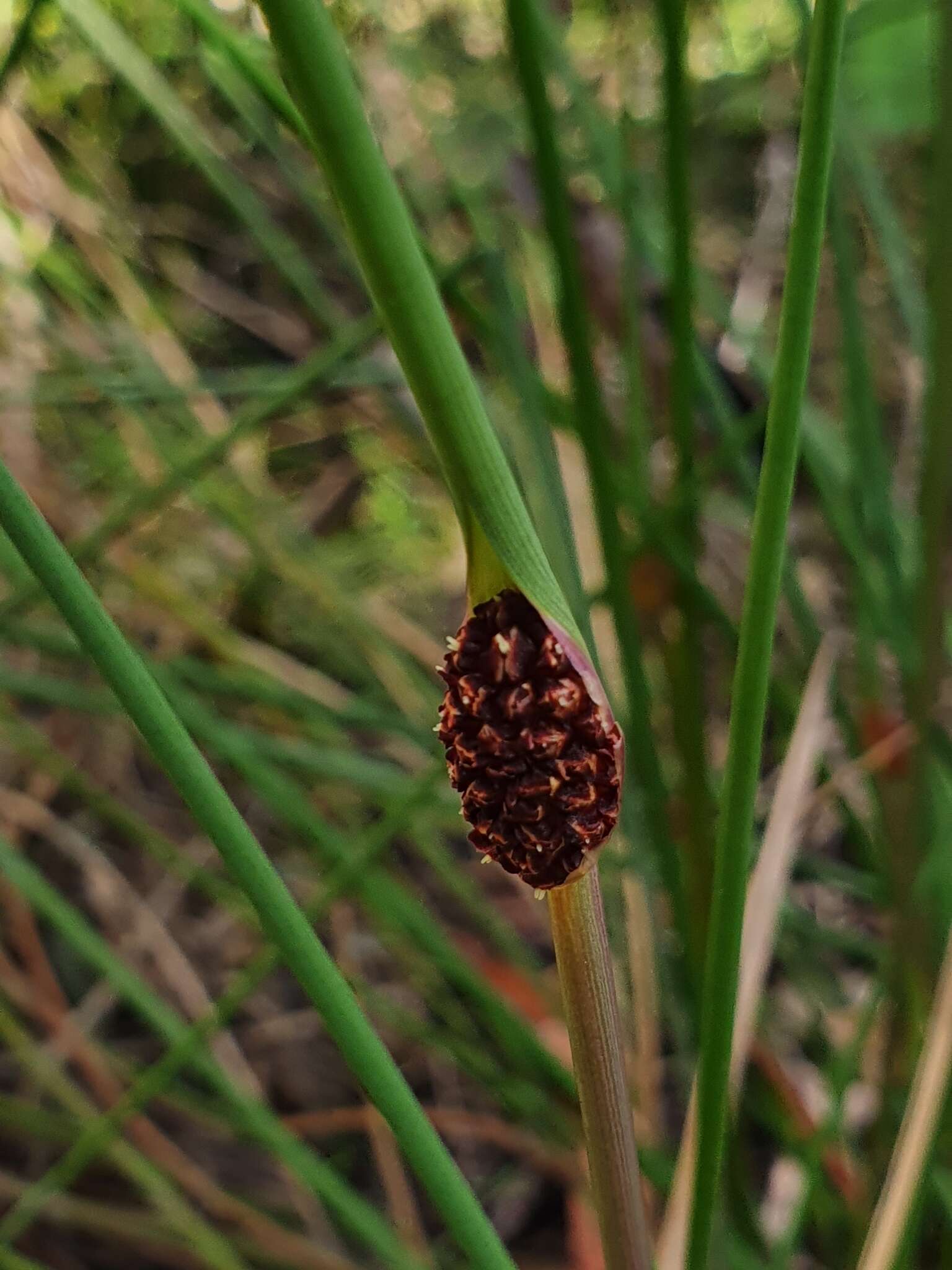 Image of Chorizandra cymbaria R. Br.