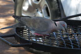 Image of African Mourning Dove