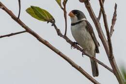 Image of White-throated Seedeater