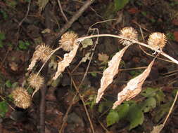 Image of Arctium nemorosum Lej.