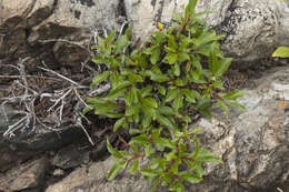 Image de Salix rectijulis Ledeb. ex Trautv.