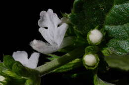 Image of Leucas chinensis (Retz.) Sm.