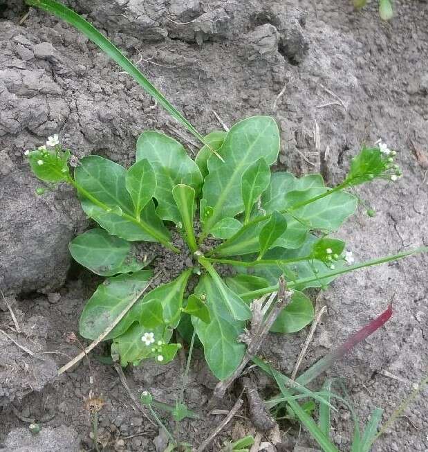 Image of seaside brookweed