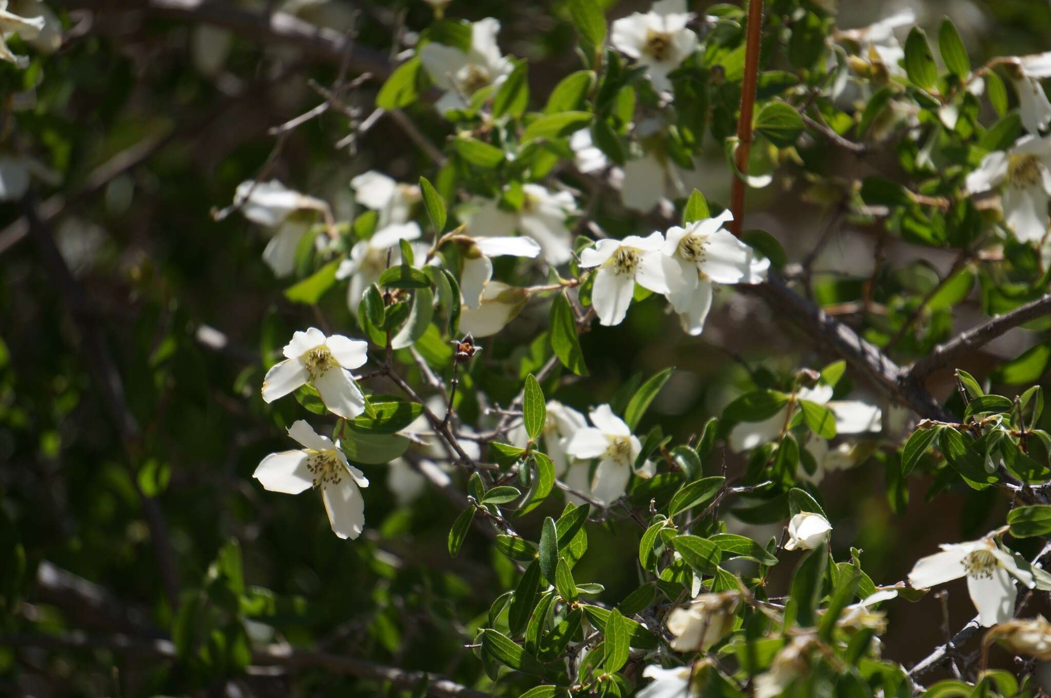 Image of littleleaf mock orange