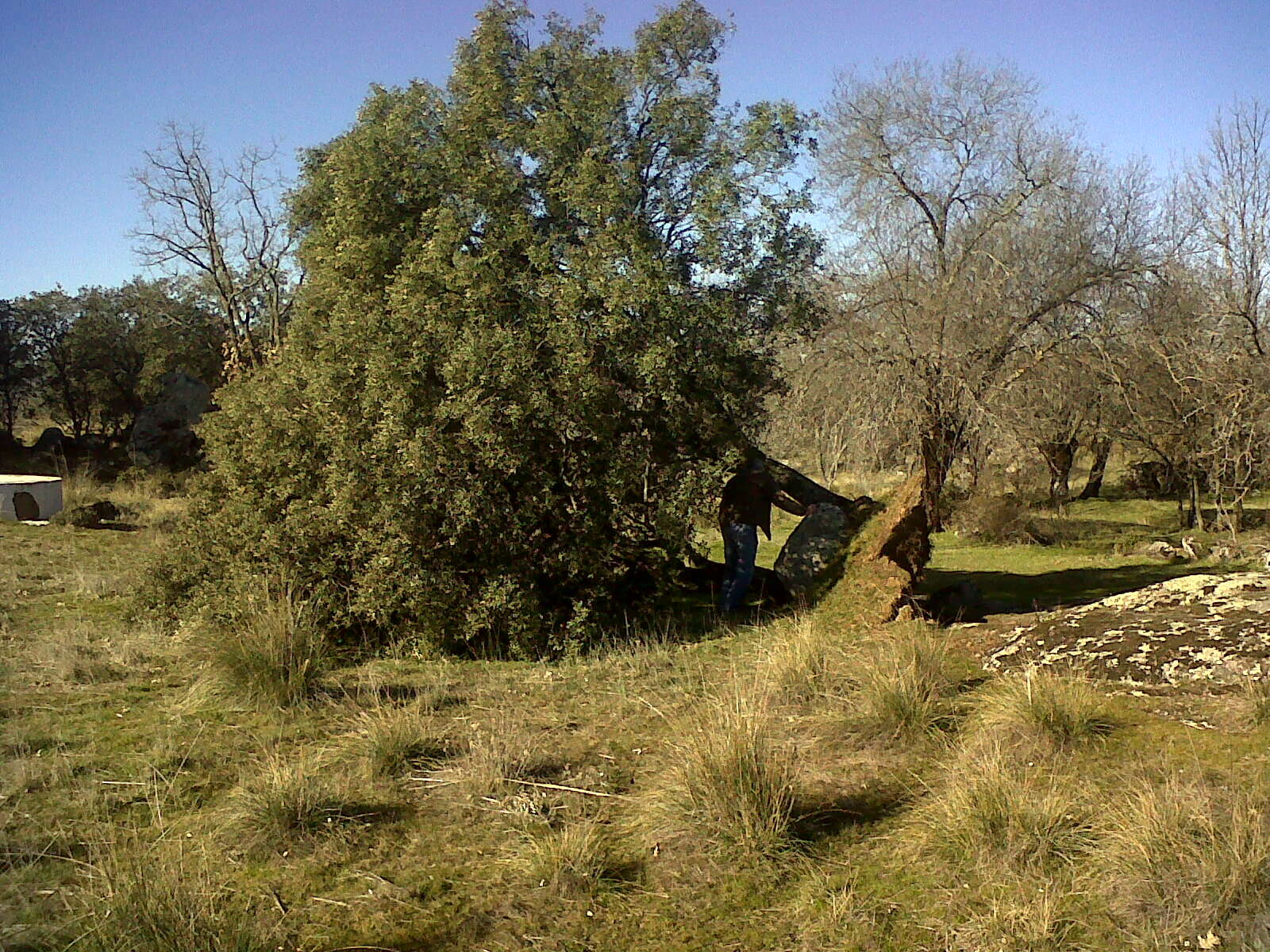 Image of Holm Oak