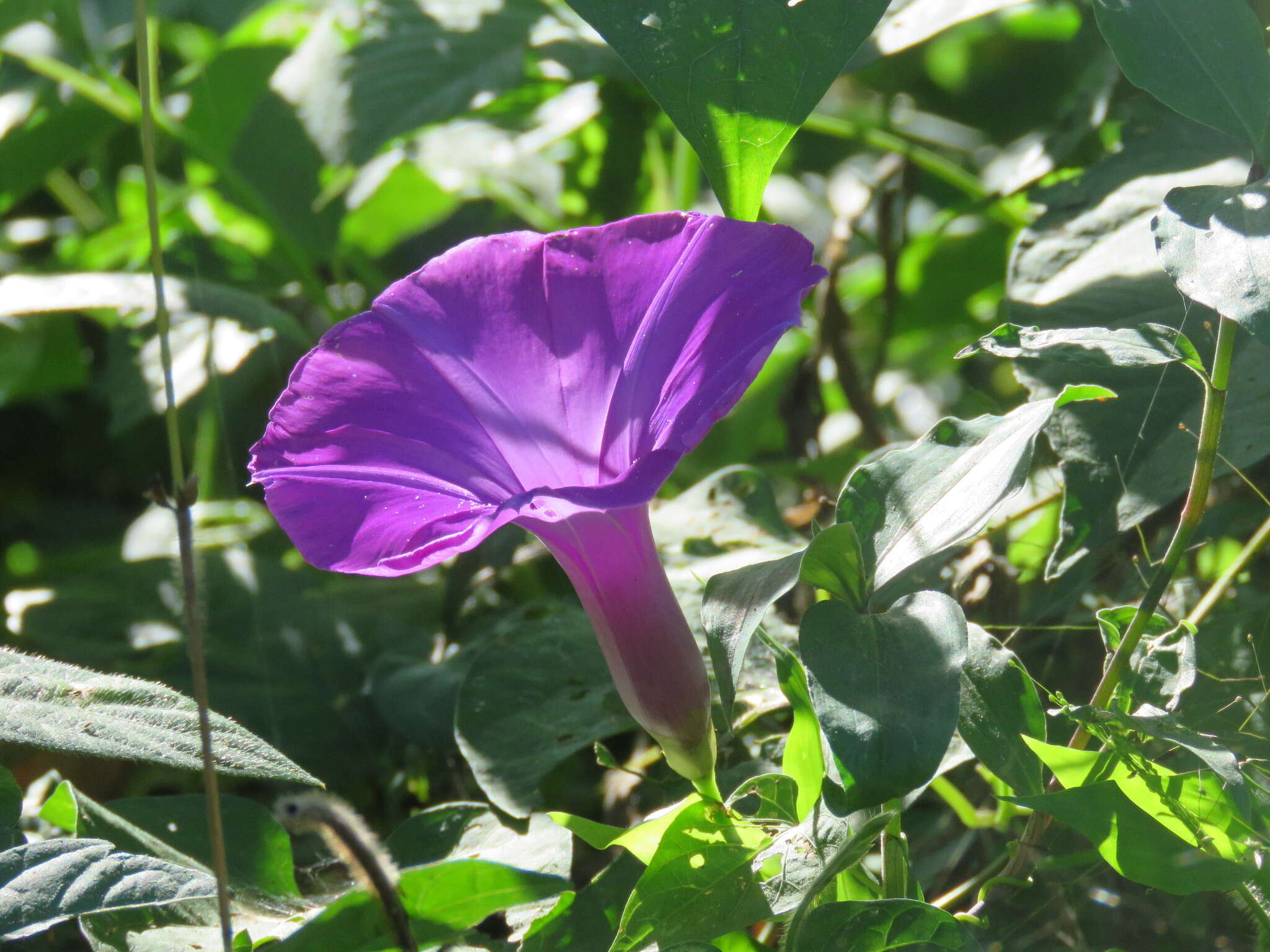 Plancia ëd Ipomoea splendor-sylvae House