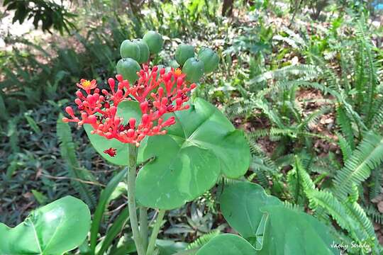 Imagem de Jatropha podagrica Hook.