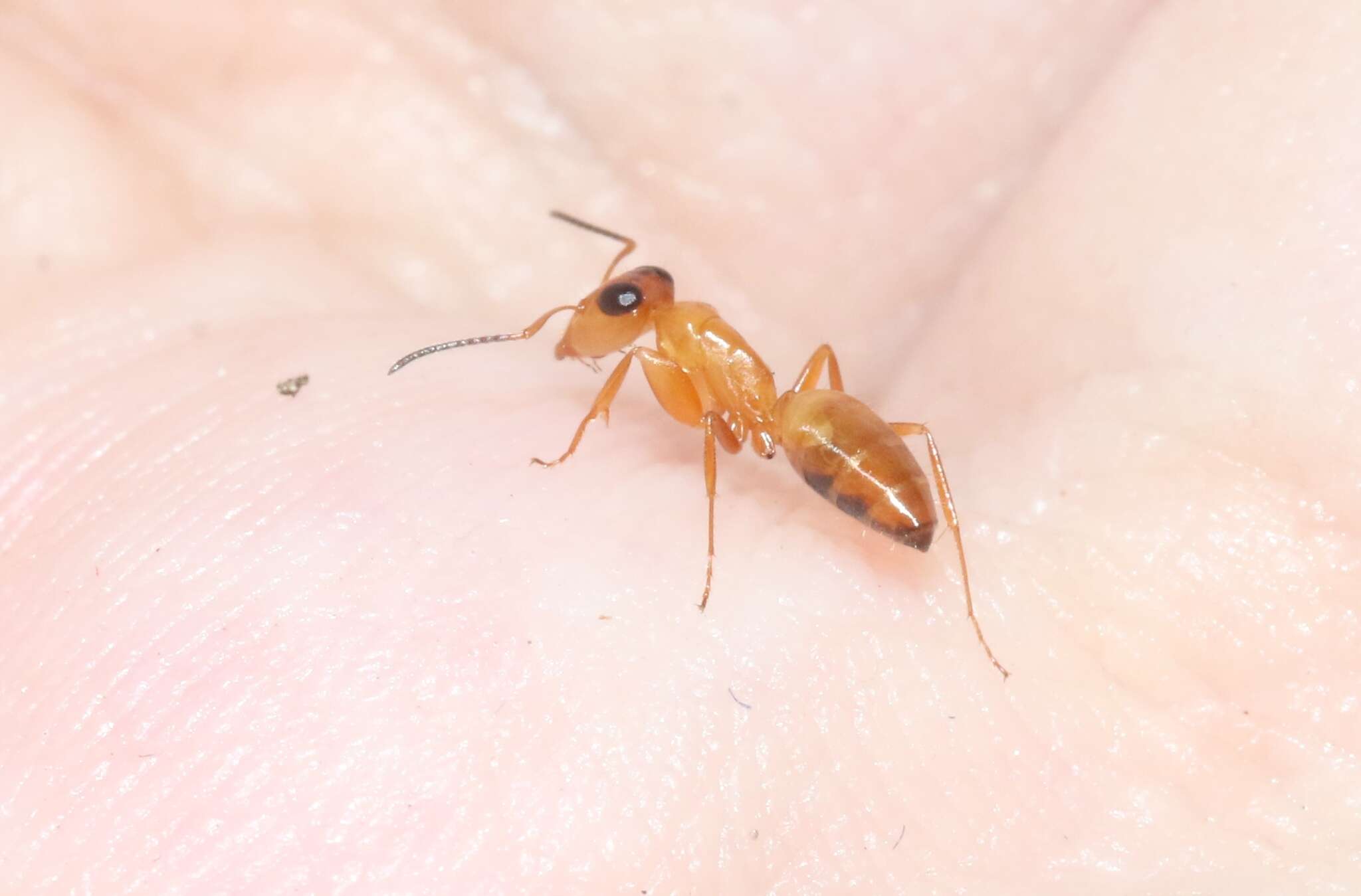 Image de Opisthopsis jocosus Wheeler 1918