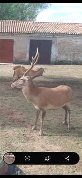 Image of <i>Cervus elaphus italicus</i>